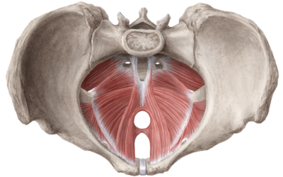 An Essential Part of the Core: The Pelvic Floor