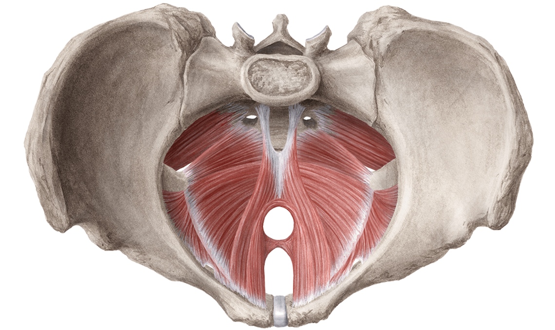 pelvic floor muscles