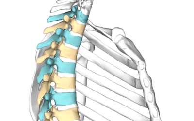 Foundations – The Thoracic Spine