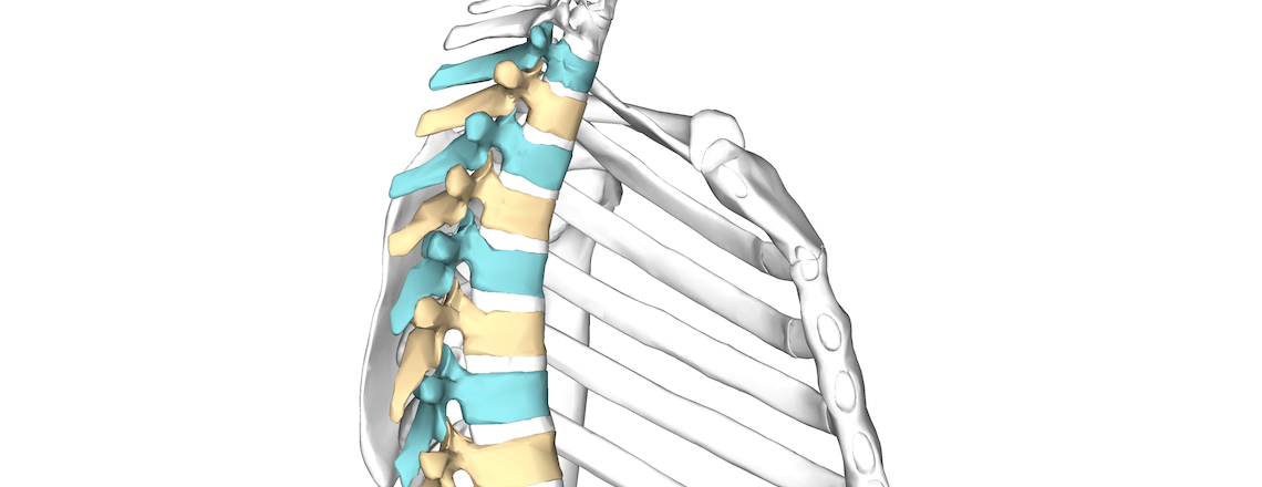 Thoracic Spine